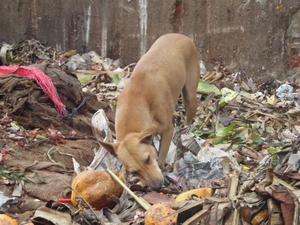 A dog among the thousands of stray dogs in Pondicherry