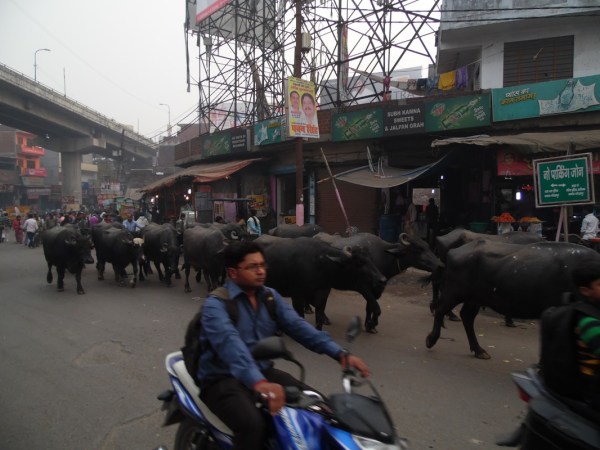 Cows in the street (Gorakhpur)