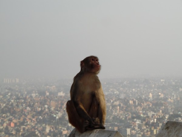 A monkey overhanging Kathmandu city